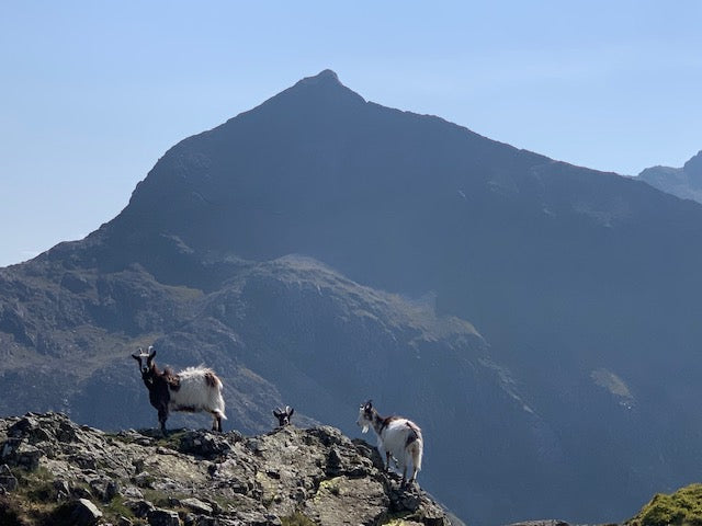 Mountain Goats 